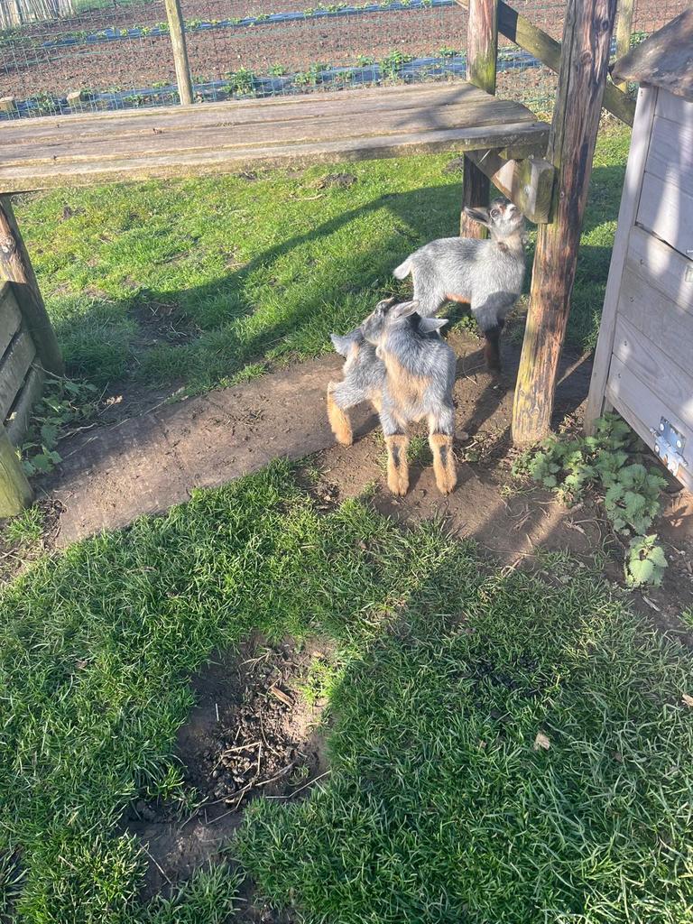 Geitjes, Dieren en Toebehoren, Schapen, Geiten en Varkens, Mannelijk, Geit