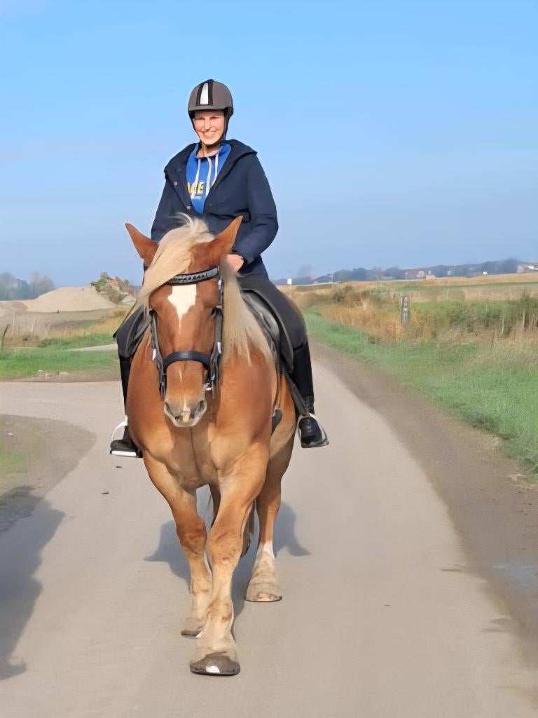 Bretonner merrie, Dieren en Toebehoren, Paarden, B, 7 tot 10 jaar, 160 tot 165 cm, Recreatiepaard