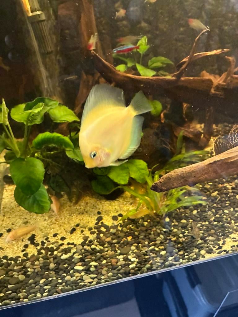 Discus white daimond, Dieren en Toebehoren, Vissen | Aquariumvissen, Vis, Zoetwatervis, Schoolvis