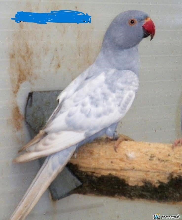 Recherche 1 Mâle reproducteur perruche à collier Pan.Dom, Mâle, Perruche, Bagué