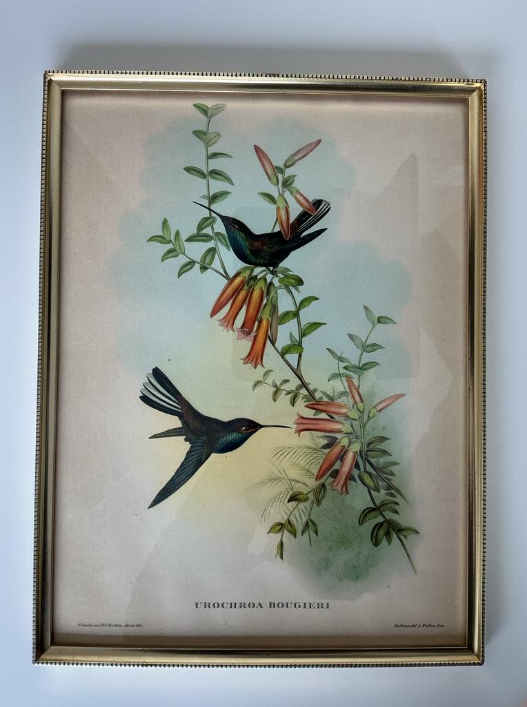 Litho John Gould kolibrie, Antiquités & Art, Art | Lithographies & Sérigraphies, Enlèvement ou Envoi