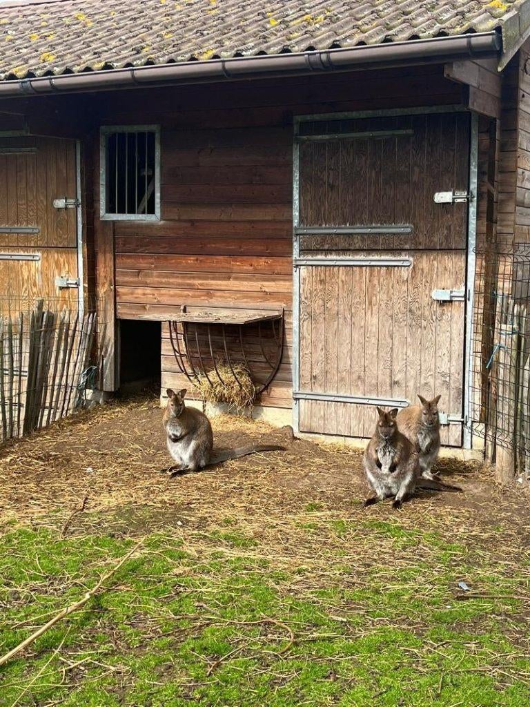 Wallaby mannetje, Animaux & Accessoires, Août, Mâle