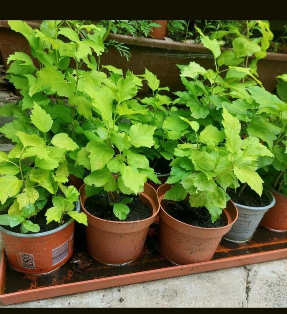 Plante  de jardin hibiscus, Enlèvement