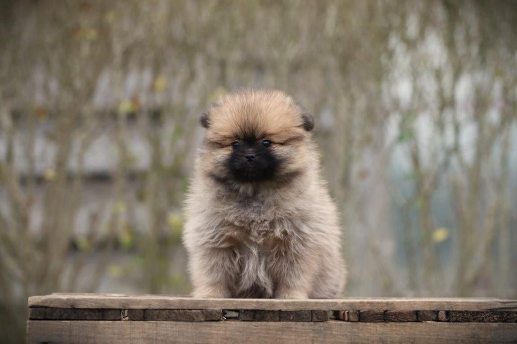 Dwergkeesjes, Pomeriaantjes, Pomeriaan, Parvo, België, Keeshond, 8 tot 15 weken