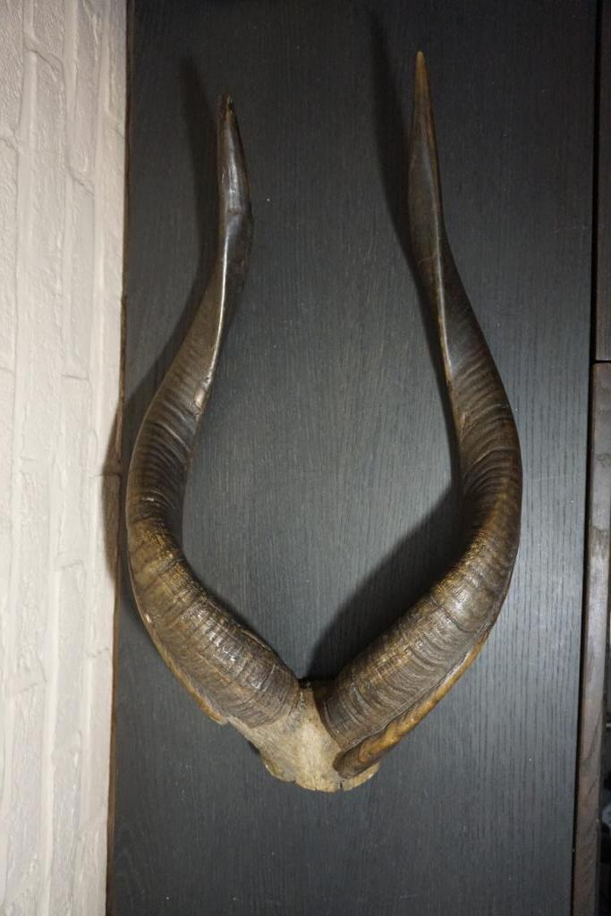 taxidermie groot gewei van Nyala - afrikaanse antilope, Verzamelen, Dierenverzamelingen, Ophalen of Verzenden, Wild dier, Gewei of Kop