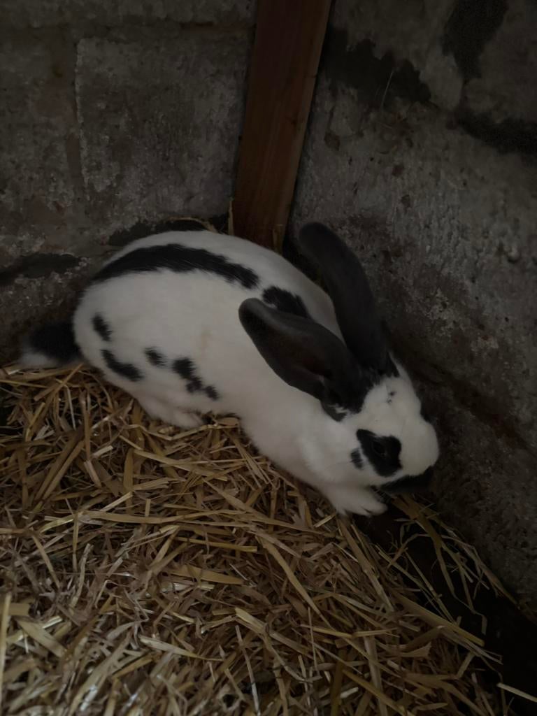 Vlinder konijnen, Dieren en Toebehoren, Konijnen