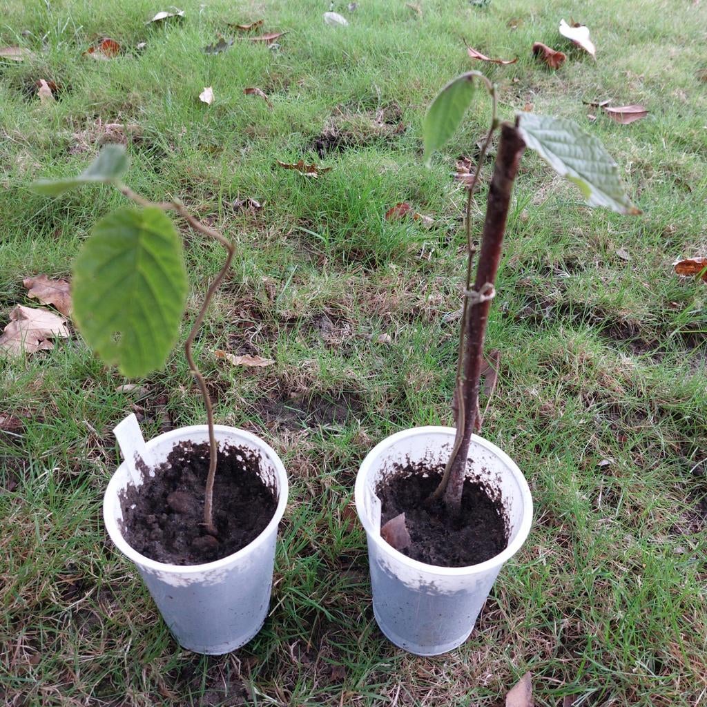 Hazelaar, Tuin en Terras, Planten | Bomen, Ophalen
