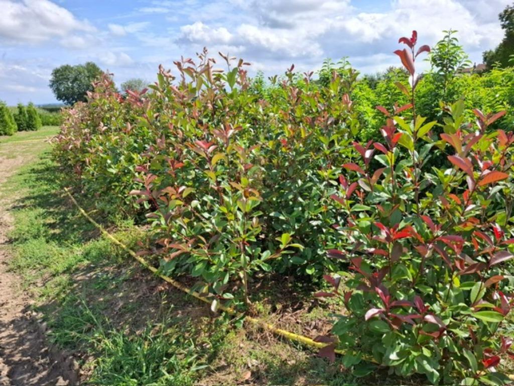 Coniferen en groenblijvende hagen, Tuin en Terras, Ophalen, Conifeer, Haag, 100 tot 250 cm