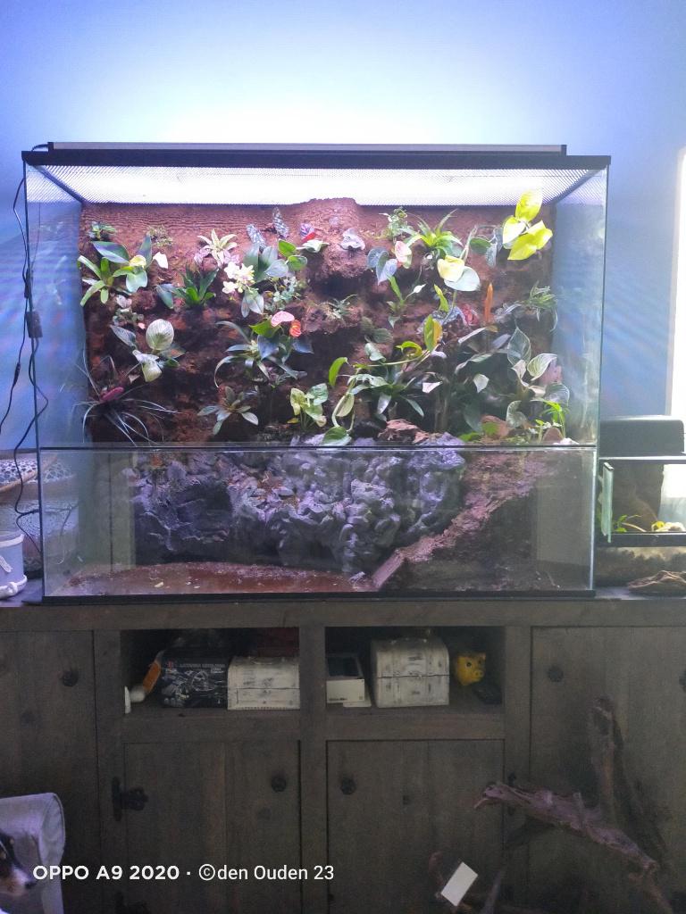 Paludarium van glas 60x20x60, Animaux & Accessoires, Enlèvement ou Envoi, Neuf, Terrarium ou Paludarium