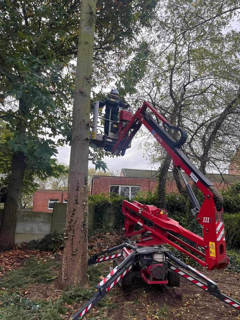 Opruimen omgewaaide bomen, Ophalen
