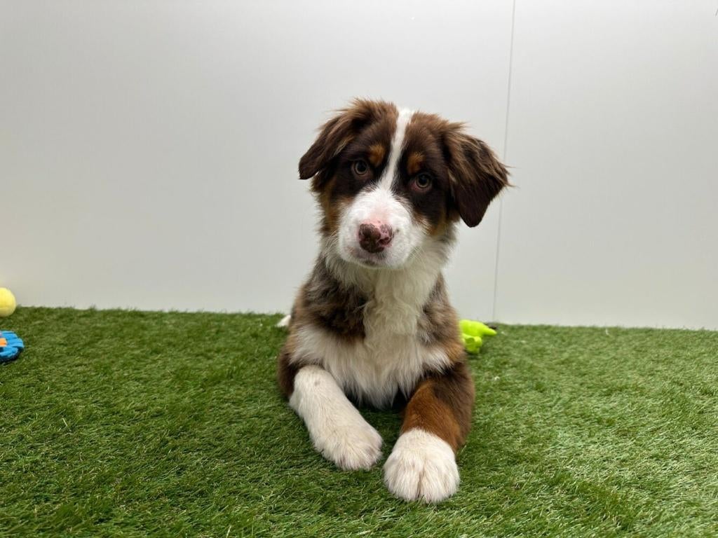 Australische Herder puberpups, België, 15 weken tot 1 jaar, Parvo, Meerdere