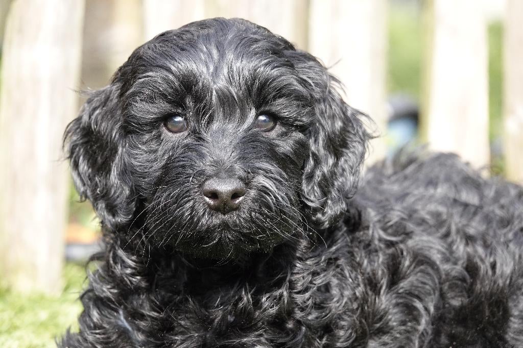 Prachtige Mini Labradoodle pups, met stamboom, Dieren en Toebehoren, Honden | Retrievers, Spaniëls en Waterhonden, Parvo, België