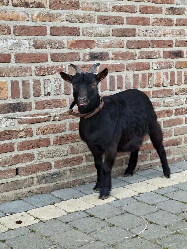 Dwerggeit, mieke, Dieren en Toebehoren