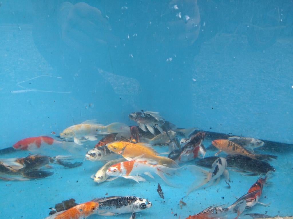 Vlinder koi / butterfly koi klein en groot, Dieren en Toebehoren, Vissen | Vijvervissen