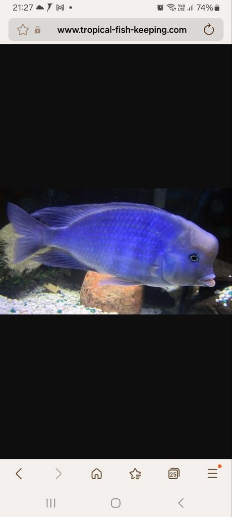 Cichlidés du Malawi