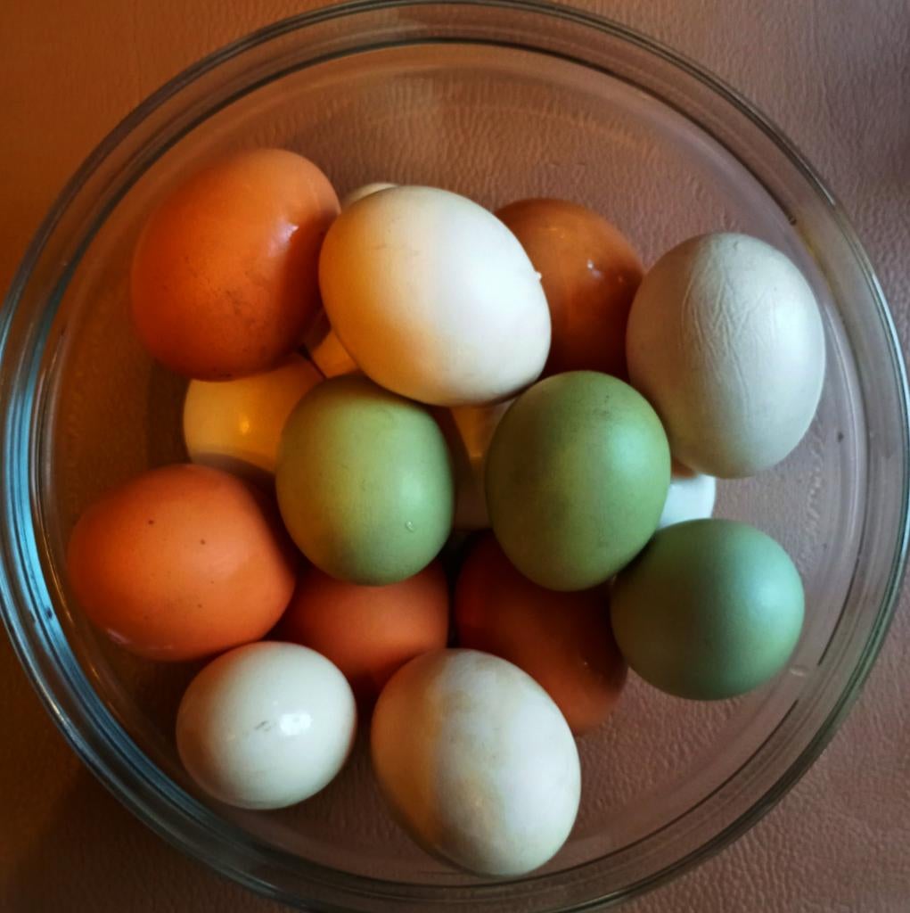 BROEDEIEREN, Dieren en Toebehoren, Ophalen