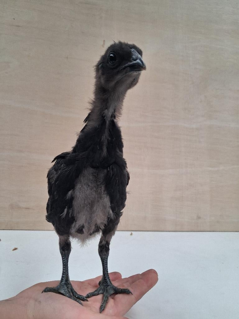 Mooie unieke kuikens te koop, Poule ou poulet