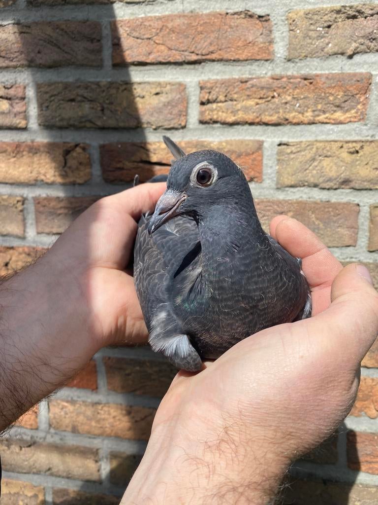 Stichelbaut/Van Wanroy jeune coq, Animaux & Accessoires, Oiseaux | Pigeons, Mâle, Pigeon voyageur