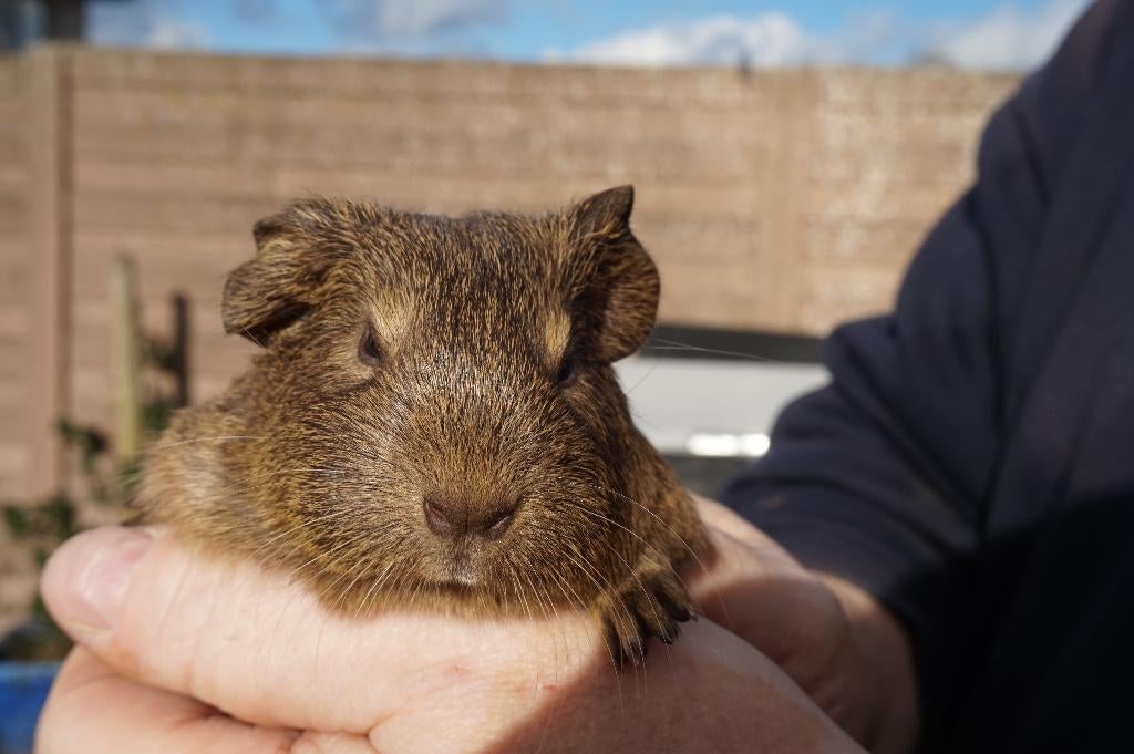 Cavia beertjes, Dieren en Toebehoren, Cavia, April, Mannelijk, Tam