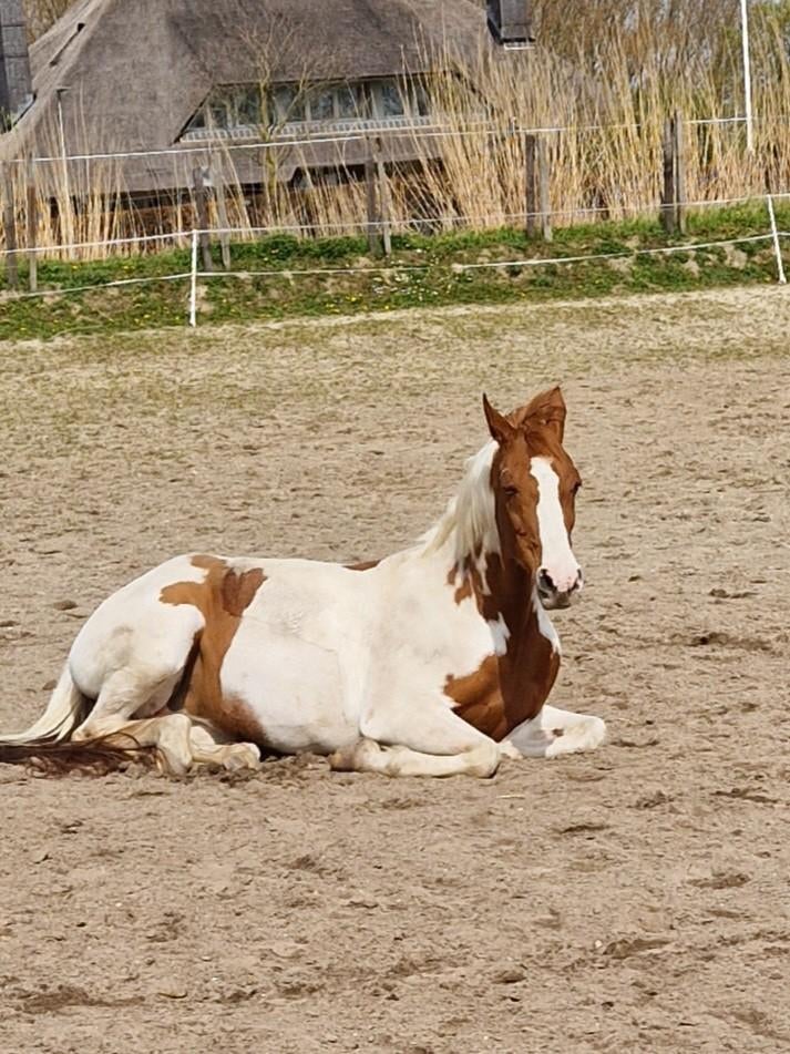 weidemaatje zoek snel nieuw huisje, Enlèvement