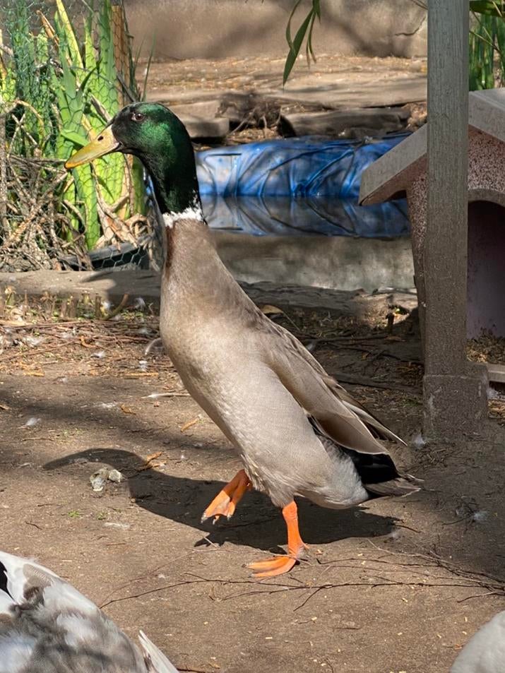 Indische loopeenden, Mannelijk, Eend