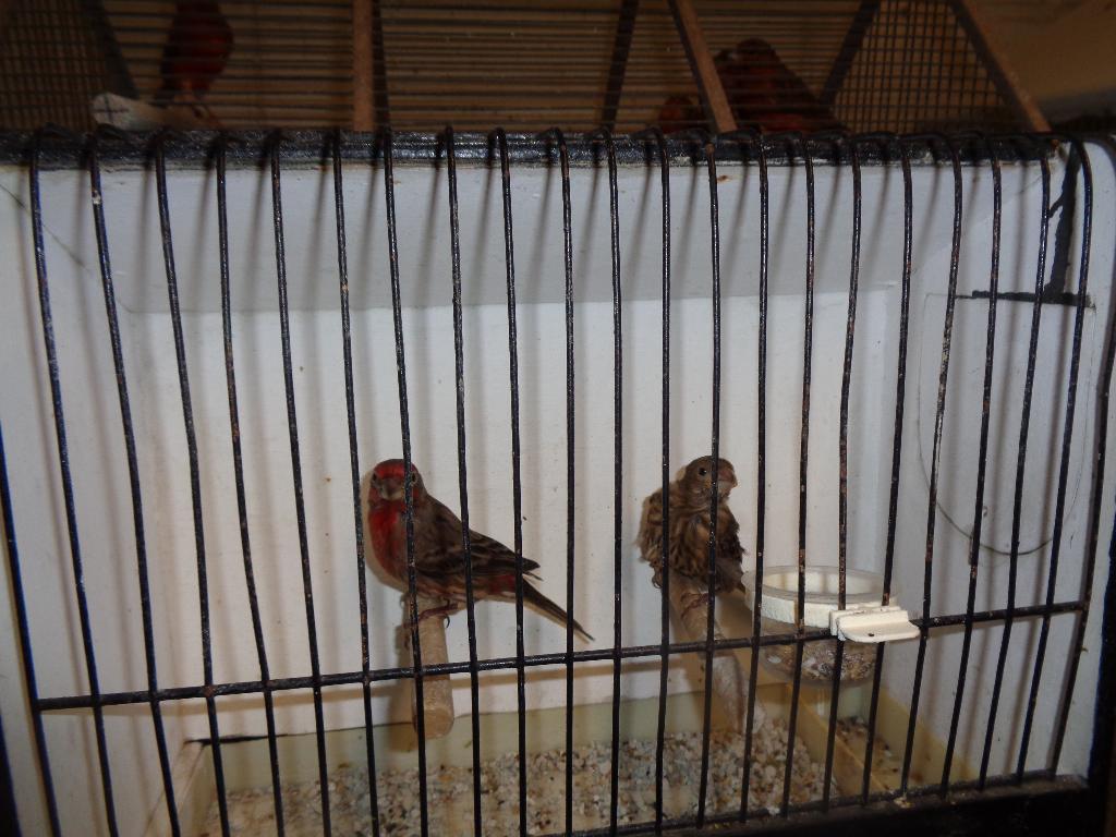 mexicaanse rood mussen