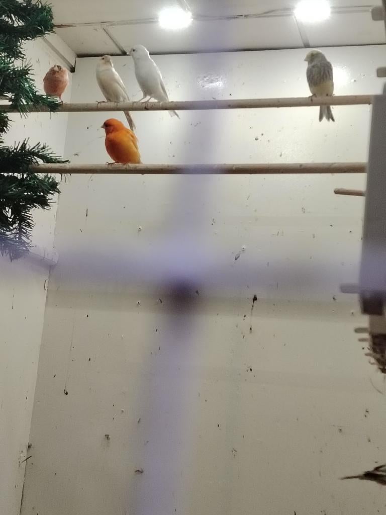 Canris 25€, Canari de couleur