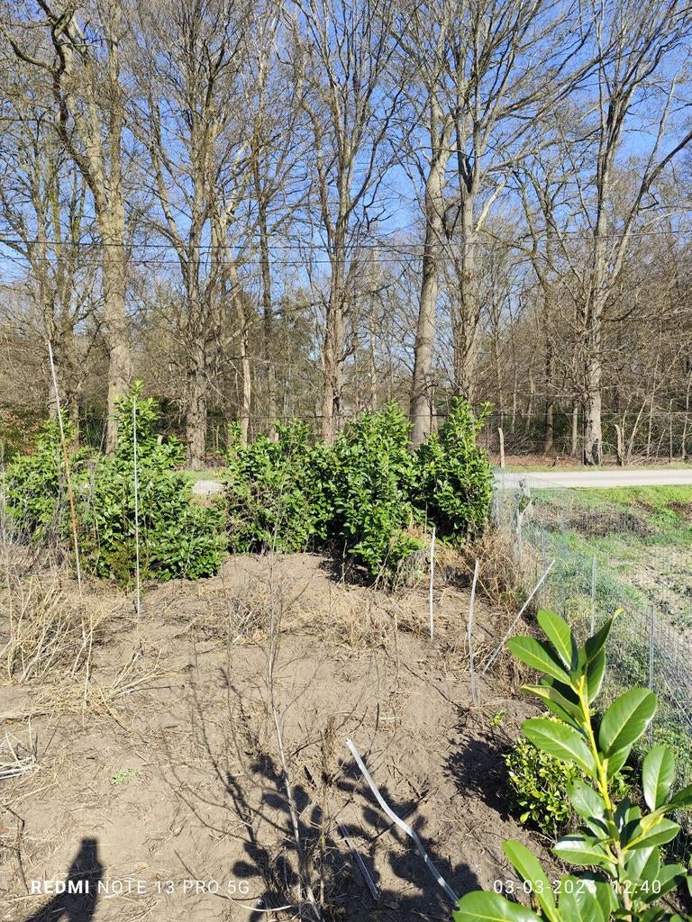 Lauwrierkers paplauwrier hoogte 1m80, Tuin en Terras, Ophalen of Verzenden