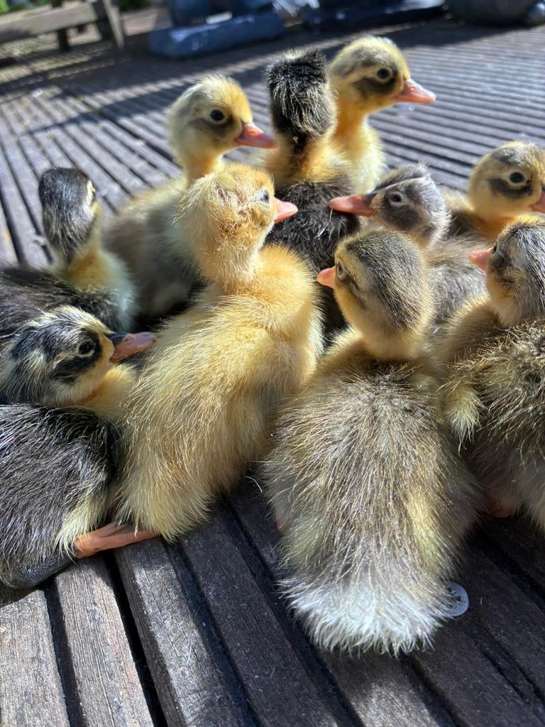 Indische loopeend kuikens, Dieren en Toebehoren, Pluimvee, Geslacht onbekend, Eend