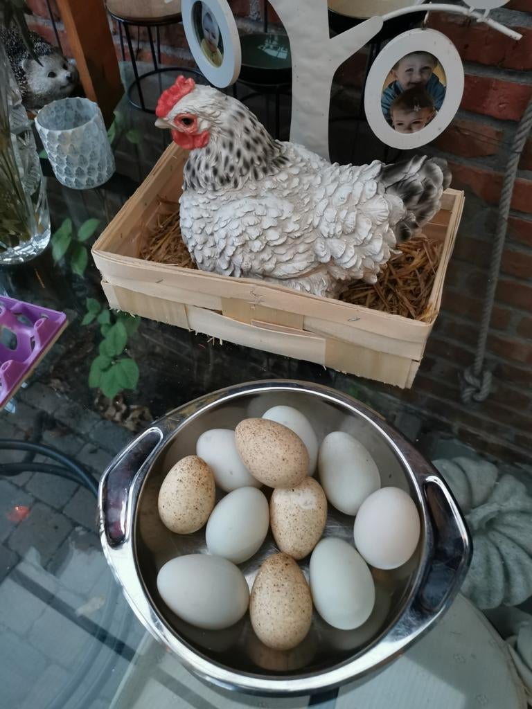 eendeneieren, Dieren en Toebehoren