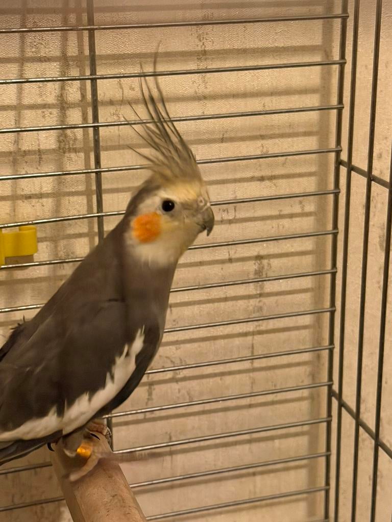Te koop: 2 valkparkieten (cockatiels) + grote kooi, Dieren en Toebehoren, Ophalen, Zo goed als nieuw