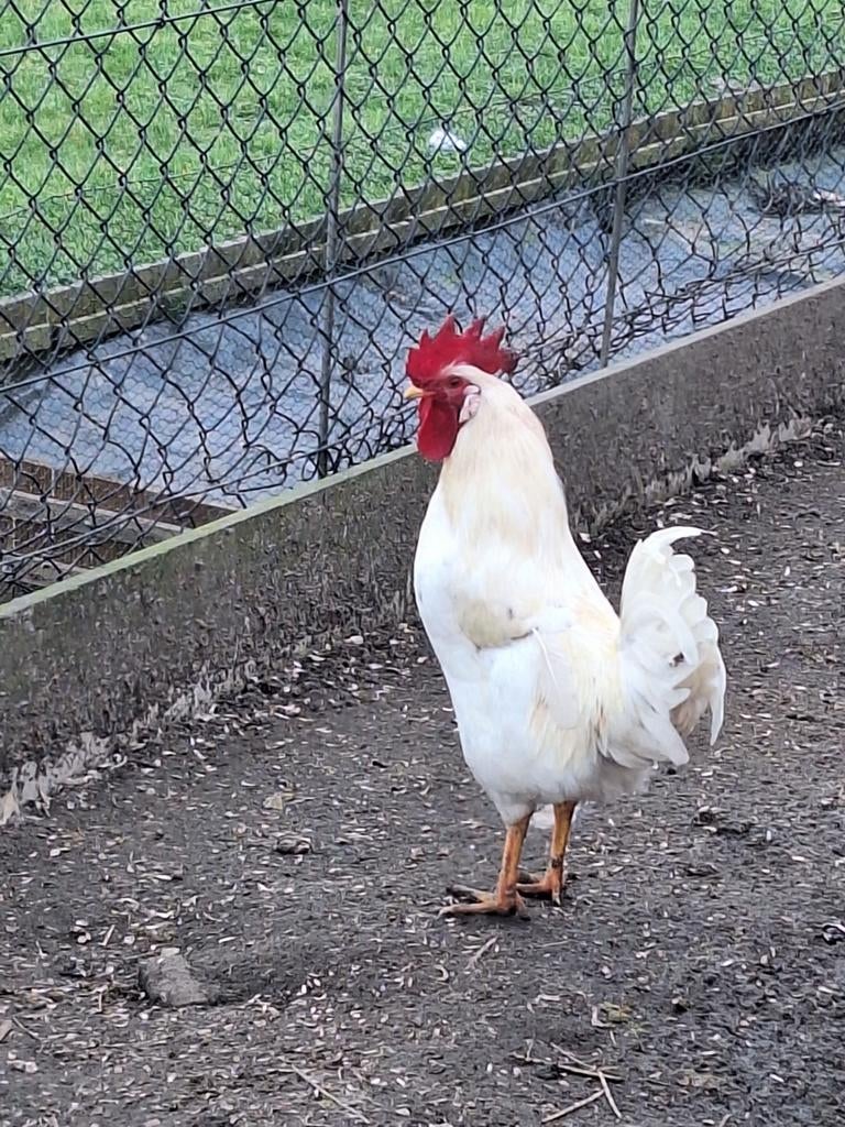 Witte leghoren haan beschikbaar, Dieren en Toebehoren, Pluimvee