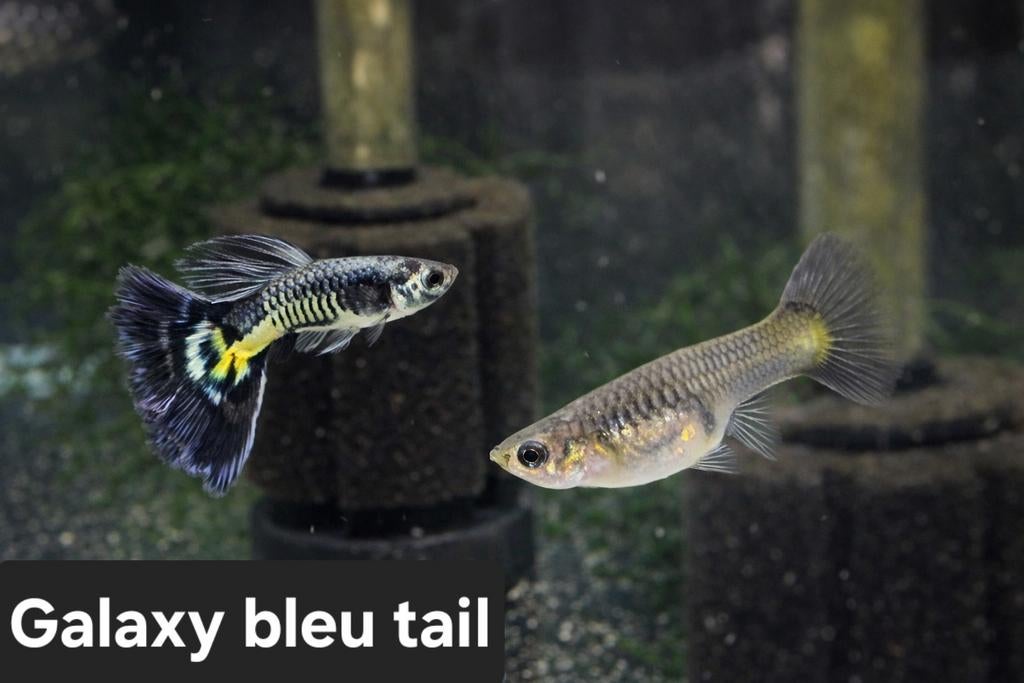 Raszuiver guppen, Dieren en Toebehoren, Ophalen of Verzenden