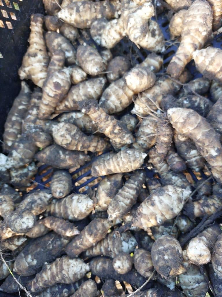 Witte aardperen (6 knollen - plantgoed), Tuin en Terras, Ophalen