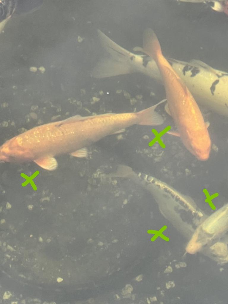 Japanse Koi's eigen kweek, Dieren en Toebehoren, Vissen | Vijvervissen, Karper of Koi