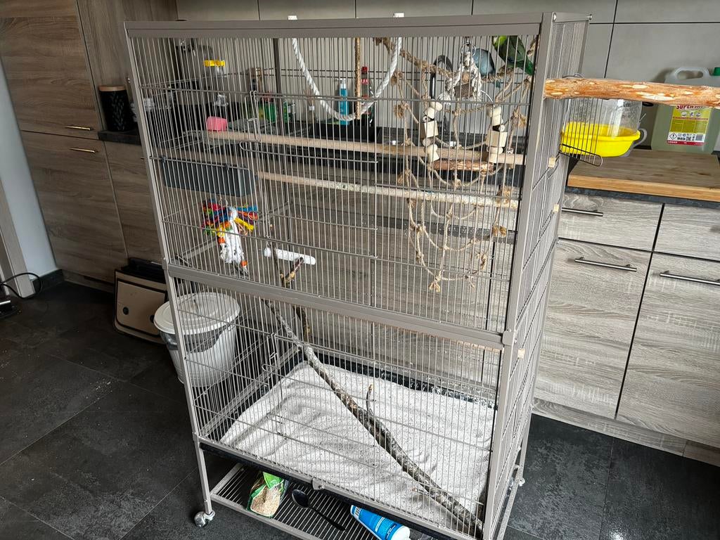 2 forpus mannetjes, incl kooi en toebehoren, Dieren en Toebehoren, Ophalen, Zo goed als nieuw