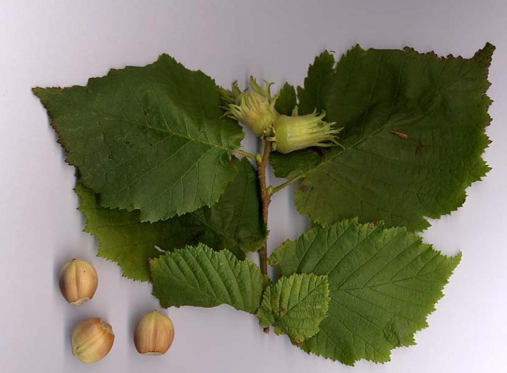 Hazelaar, Corylus avellana, Jardin & Terrasse, Plantes | Jardin, Automne, Enlèvement