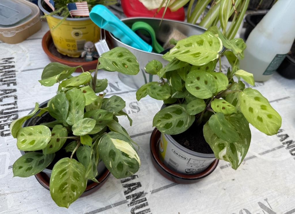 Maranta (De Gebedsplant) plant, Maison & Meubles, Plantes d'intérieur, Enlèvement