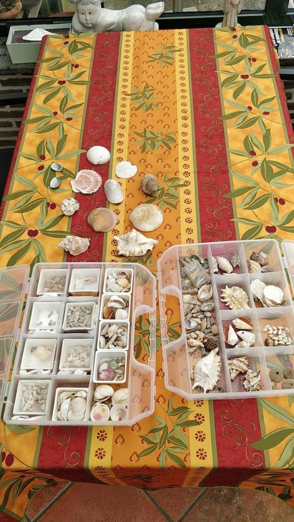 Collection de coquillages intéressante, Collections, Minéraux & Fossiles, Coquillage(s), Enlèvement