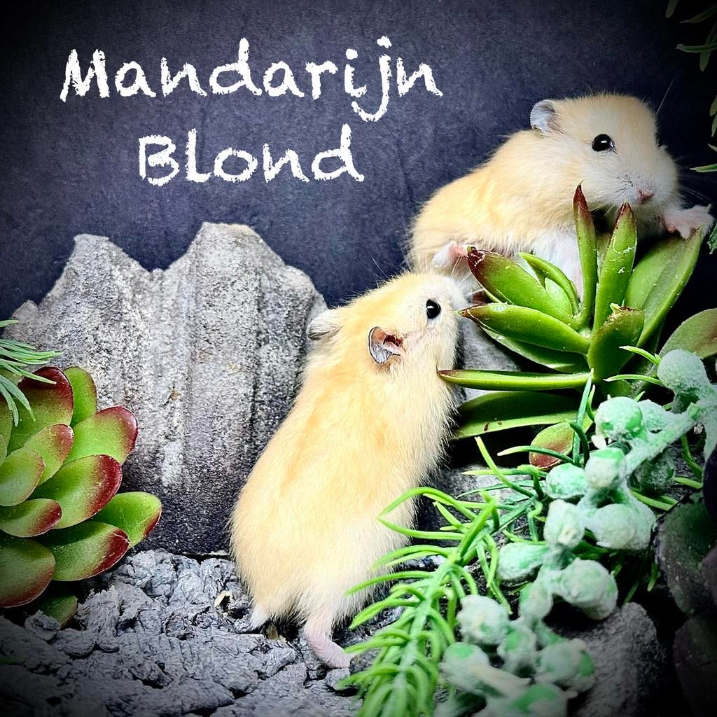 Prachtige alleschattigste Troetelhamstertjes (4-8 weken), Hamster, Februari, Meerdere dieren, Tam