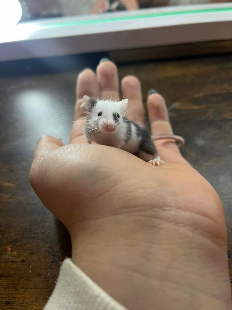 Handtamme kleurmuisjes, Dieren en Toebehoren, Knaagdieren, Muis, December, Meerdere dieren, Tam