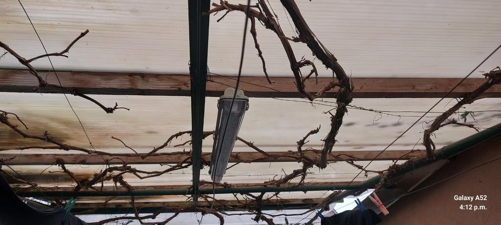 Polycarbonaat platen, Tuin en Terras, Overkappingen, Ophalen, Veranda