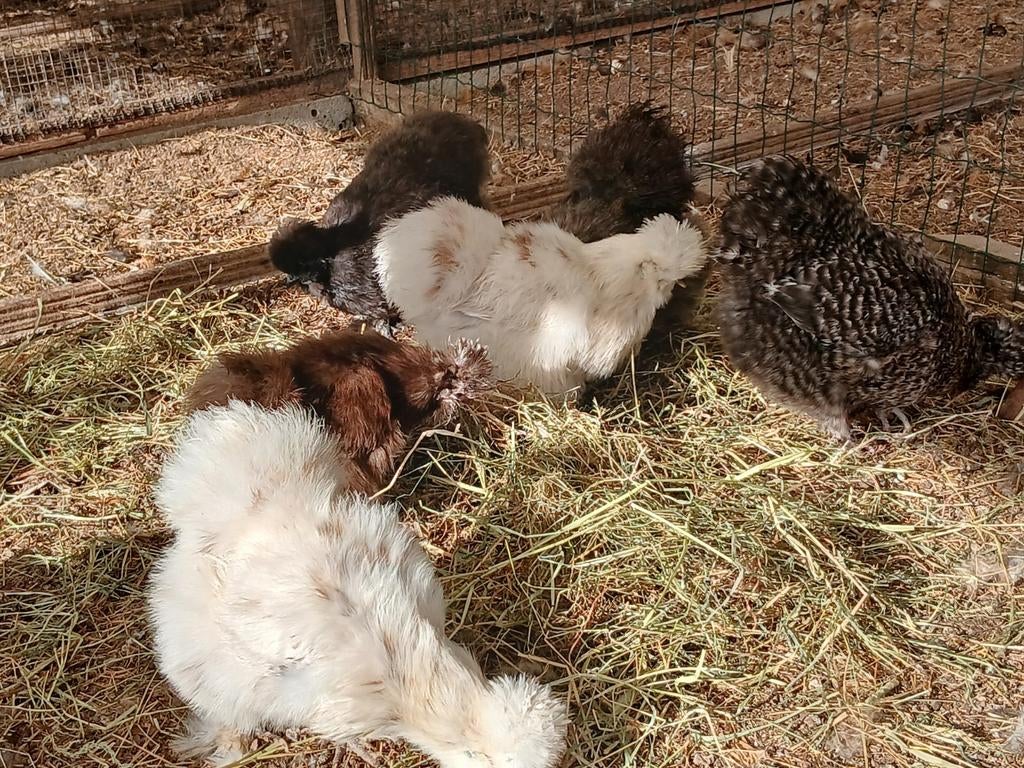Verse broedeieren van zijdehoenders hennen, Dieren en Toebehoren, Kip