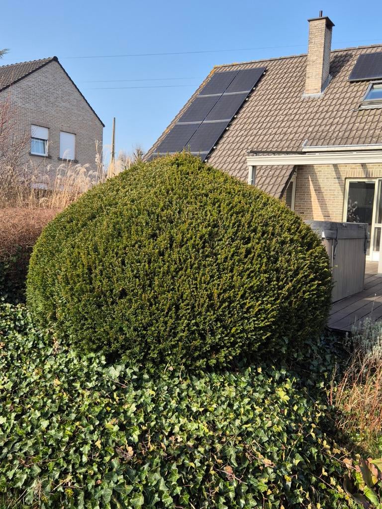 Taxus gratis, Ophalen, Taxus