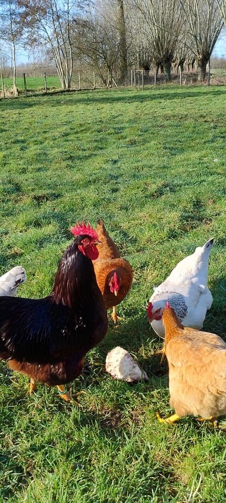 Broedeieren hybride legkip, Dieren en Toebehoren, Pluimvee, Geslacht onbekend, Kip