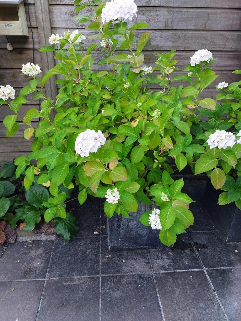 2 grote bloempotten met witte hortensias, Tuin en Terras, Ophalen