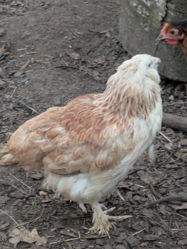 Faverolles hen, Animaux & Accessoires