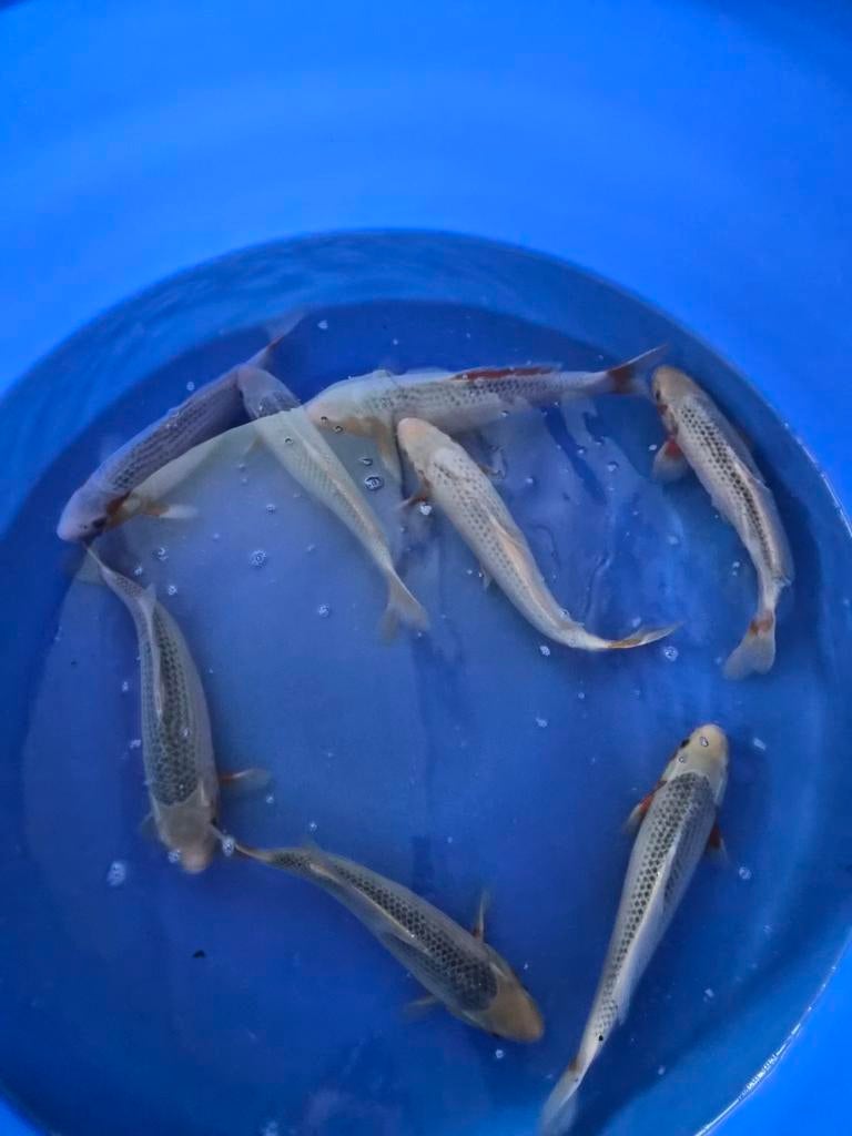 Tanaka asagi nisai, Dieren en Toebehoren, Karper of Koi