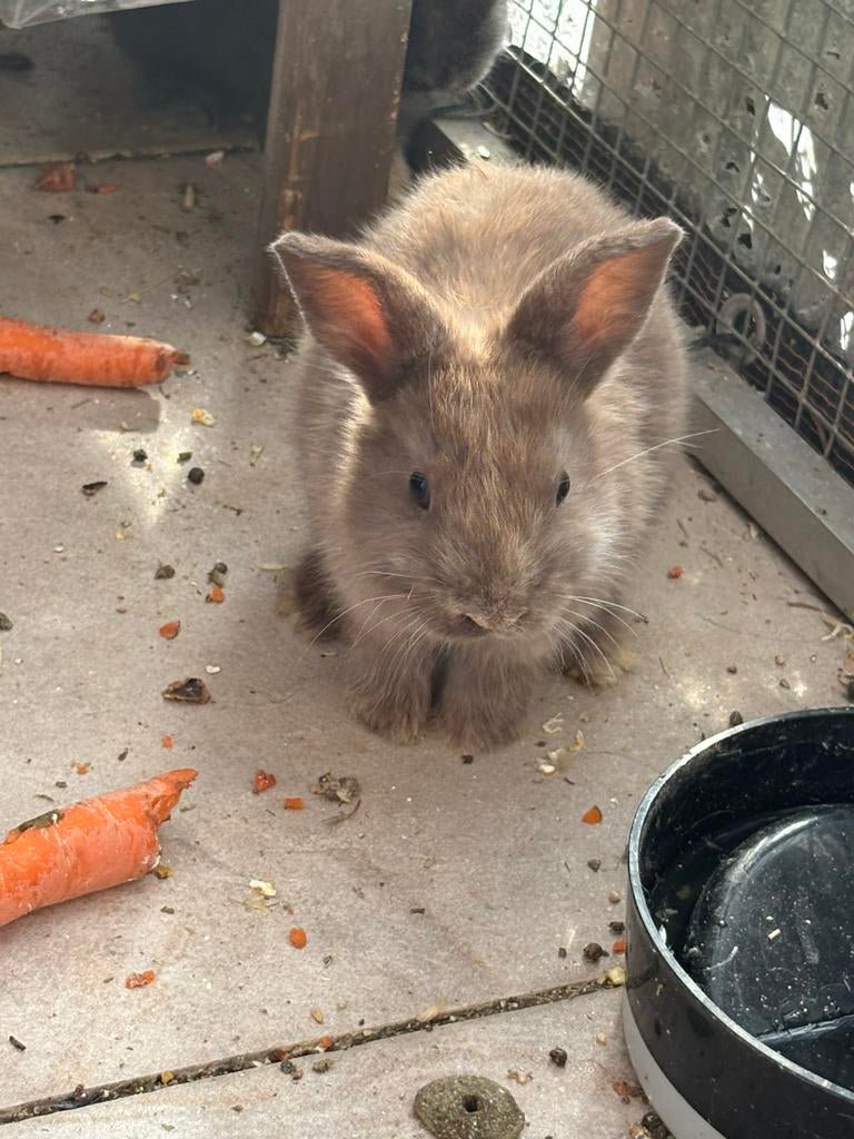 jong chocobruin dwergkonijntje, Dieren en Toebehoren, Mannelijk, Dwerg, 0 tot 2 jaar