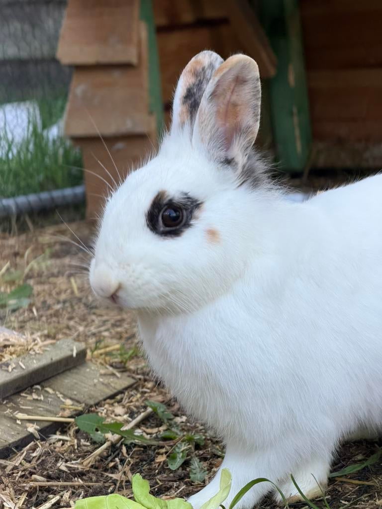 Leeuwenkop vrouwtje, Femelle, Petit, 0 à 2 ans